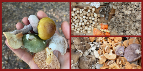 A collage of wild mushrooms: the left image shows a hand holding a colorful variety of freshly foraged mushrooms, while the right images display piles of different edible mushrooms, including brown buttons, maitake, chicken of the woods, chanterelles, and purple gilled specimens.
