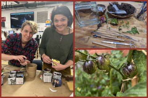 Collage of seed-starting and gardening scenes: on the left, two smiling people plant seeds in small newspaper pots at a worktable inside a makerspace; top right shows a wooden table with a glass terrarium jar, soil, small plants, and metal gardening tools; bottom right shows striped cherry tomatoes on the vine covered in raindrops.