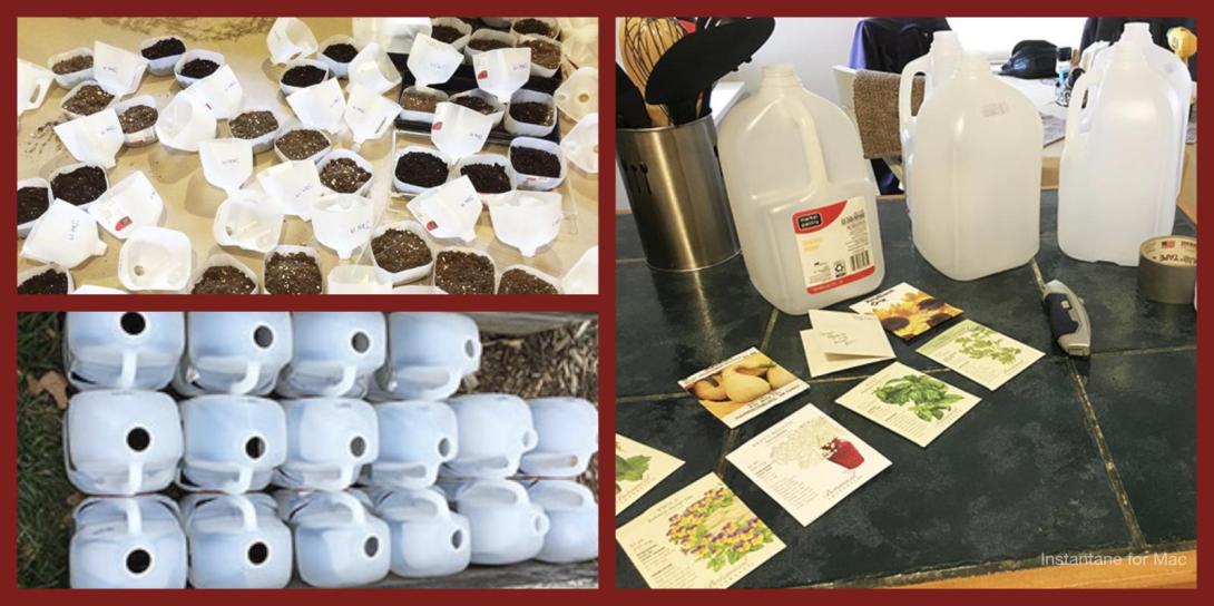 3 Images of Jug Greenhouses