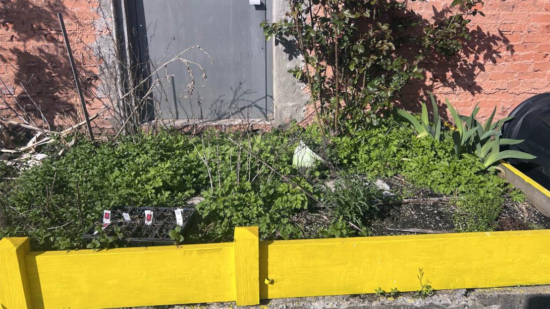 A yellow boxed community garden ready for a spring cleaning
